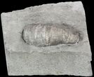 Devonian Horn Coral - New York #50058-1